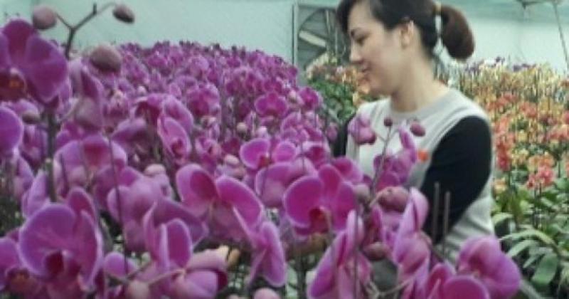Tham quan vuon lan ho diep rong lon voi hang ngan chau hoa dep